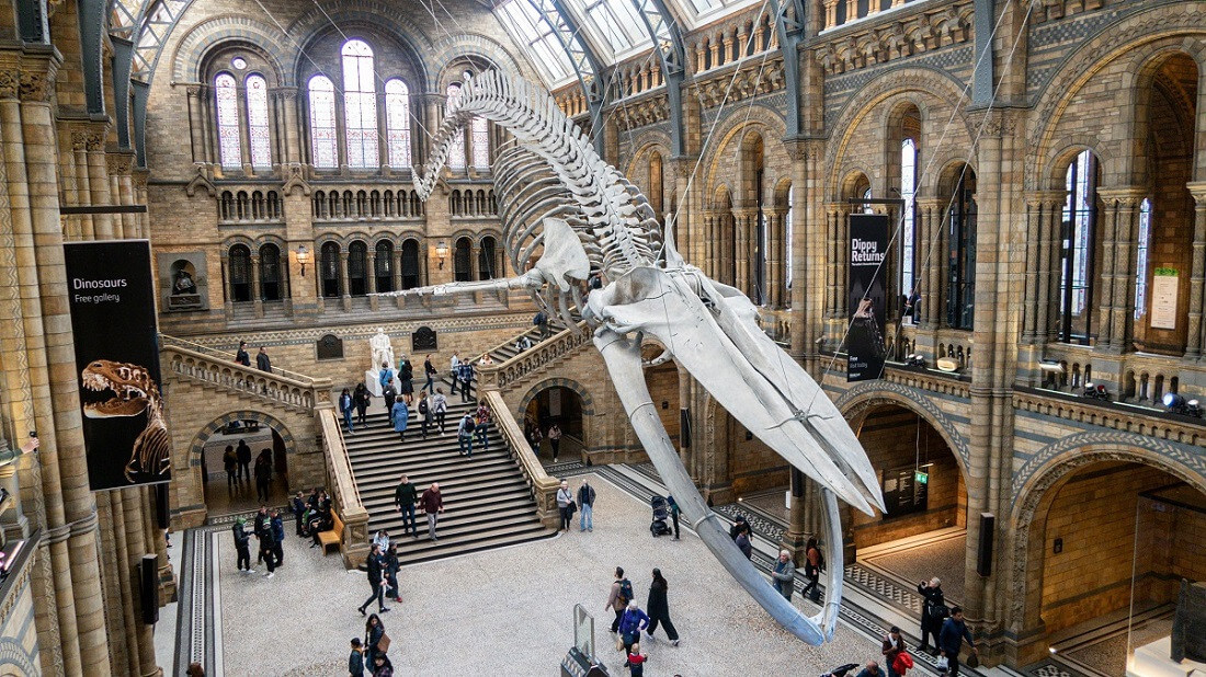 Schoolreis naar Londen - Natural History Museum